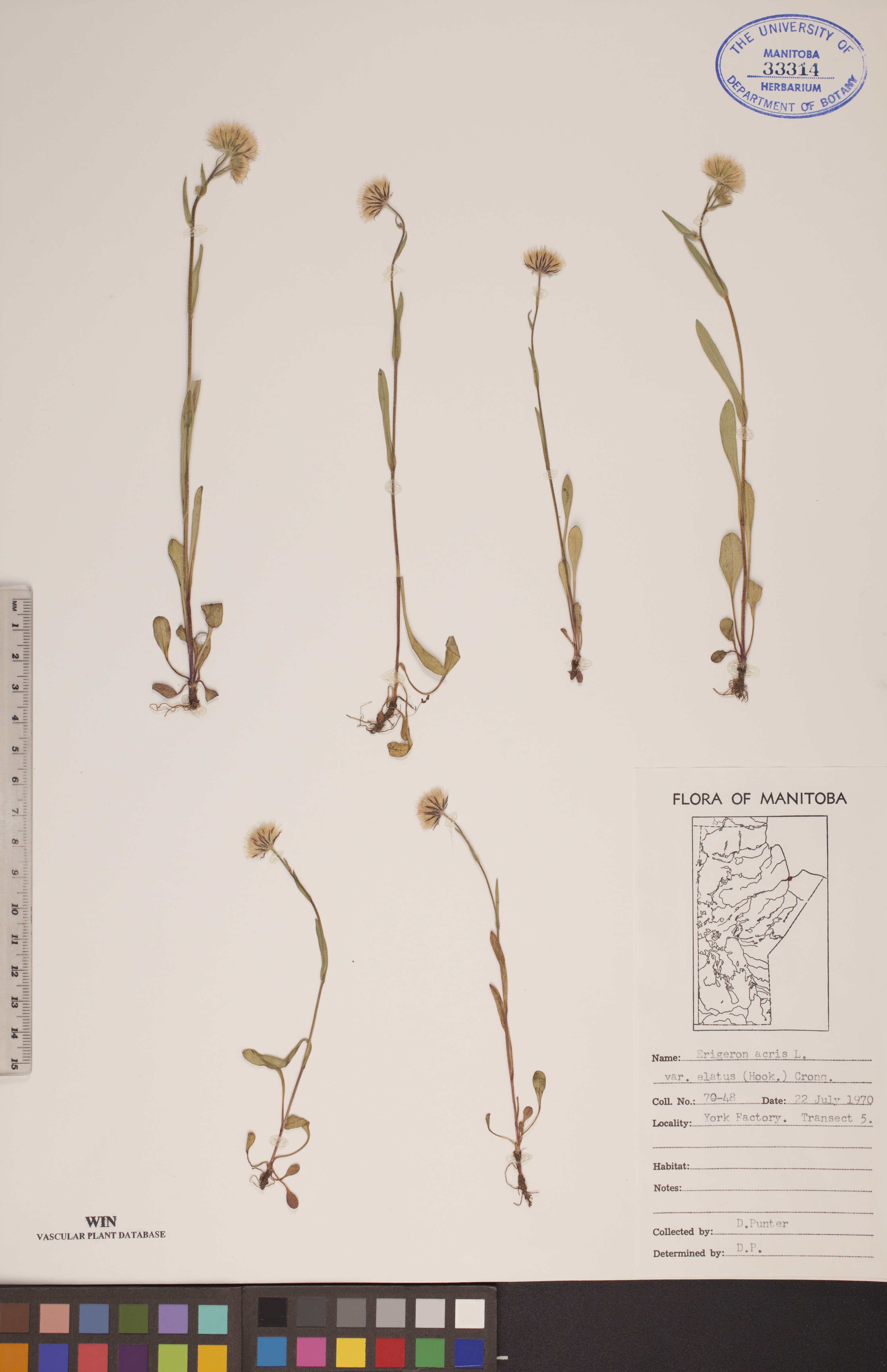 Erigeron acris var. elatus image